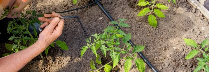 Person installiert Bewässerungsschlauch